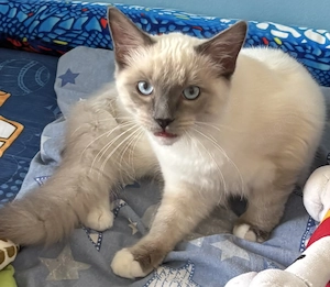 2 ragdolls zum weggeben 