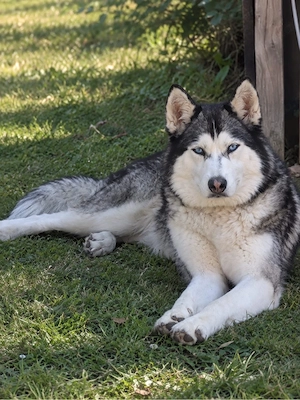 Aria   liebevolle Husky-Hündin sucht ein Zuhause fürs Leben