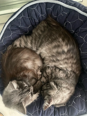 geschwisterpäärchen sucht ein liebevolles Zuhause