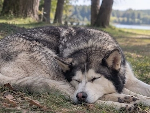 Aria   liebevolle Husky-Hündin sucht ein Zuhause fürs Leben