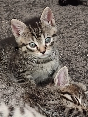Süße BKH mix Kitten abzugeben. 