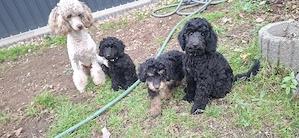 Auszugsbereit! 3 Kleinpudel Pudel Rüden Jungs