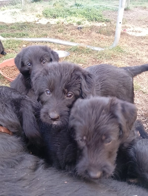 Schnauzer  Welpen 