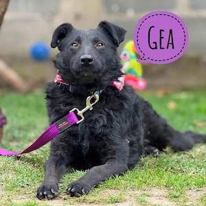 Gea, wunderhübsche Mischlingshündin Kroatischer Schäferhund sucht dringend ein Zuhause