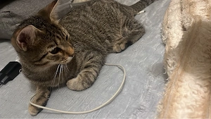 Liebevolle Katze sucht ein neues Zuhause