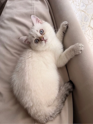 BKH KITTEN (Abgabebereit)