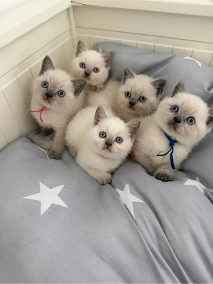 BKH Kitten 