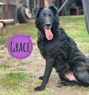 Grace, fröhliche und kluge Kroatische Schäferhündin Mix