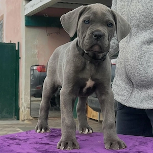 Cane Corso Welpen suchen ein Zuhause