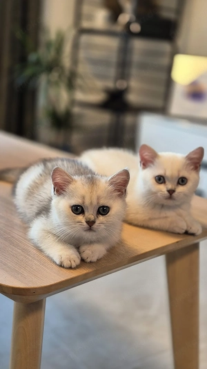 Britisch Kurzhaar Kitten