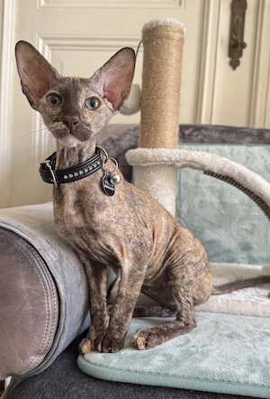 OKH-Orientalisch Kurzhaar, reinrassige Kitten, Peterbald.