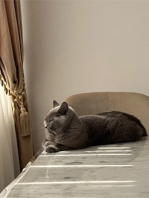 BKH katze 