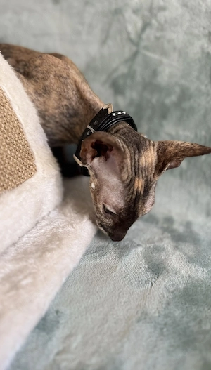 OKH-Orientalisch Kurzhaar, reinrassige Kitten, Peterbald.