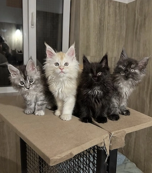 R Reinrassiges Maine Coon Kitten (4 Monate) 