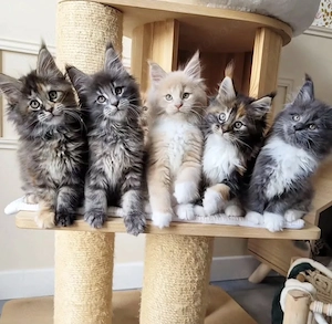 Reinrassige Maine coon Katzen