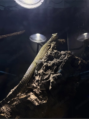 0.0.1 Varanus doreanus   Blauschwanzwaran 