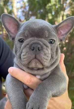 Französische Bulldoggenwelpen suchen ein liebevolles Zuhause