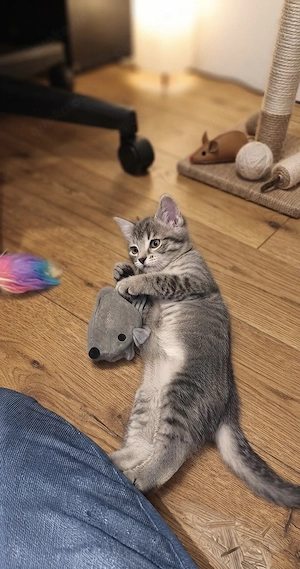katzenbaby sucht wieder neues Zuhause 