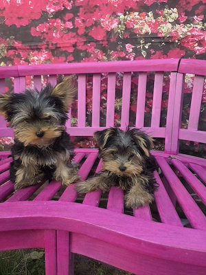 Yorkshire Terrier mini toy