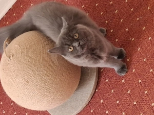    Liebevolle  Katze sucht ein schönes Zuhause   