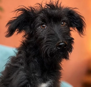 Rambo - schwarze Fluse sucht dich!