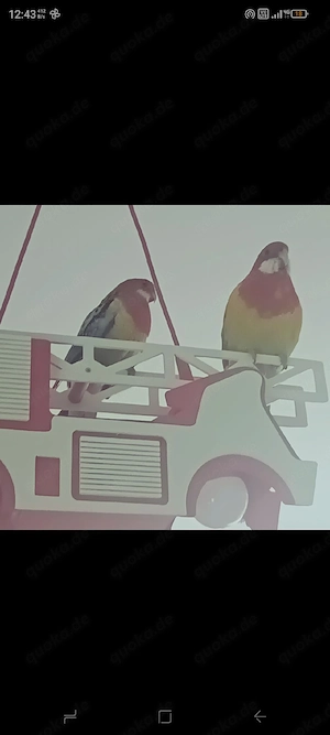 unzertrennliches Rosella Liebes Paar