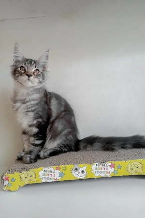 Ein hübsches, (3) drei Monate altes Maine-Coon-Kätzchen sucht ein liebevolles Zuhause für immer.