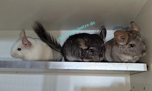 Chinchillas suchen ein zu Hause