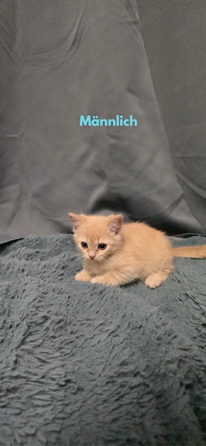 baby Kätzchen suchen ein liebevolles Zuhause 