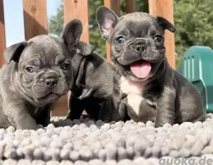 Französische Bulldoggen Welpen