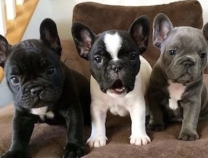 Zuckersüße sportliche Französische Bulldoggen Welpen Blue Lilac