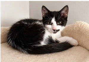   Zwei süße Katzenmädchen suchen ein liebevolles Zuhause 