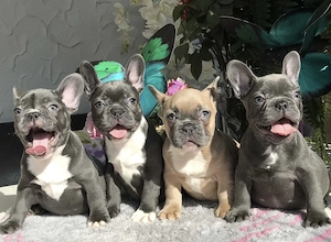 Französische Bulldoggen Welpen suchen ein schönes Zuhause 