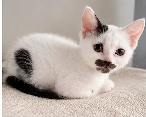   Zwei süße Katzenmädchen suchen ein liebevolles Zuhause 