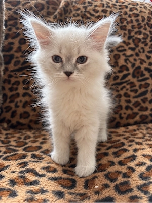 BKH BLH Mädchen Kitten abgabe bereit 