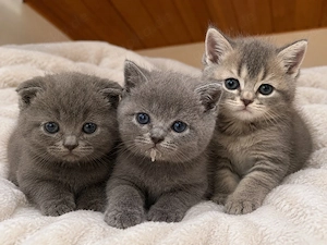 britisch Katzenbaby