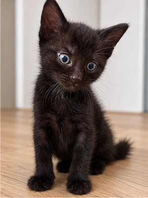  Zwei kleine Katerchen suchen ein liebevolles Zuhause 