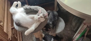 Katzenbaby's  Kitten  Heilige Birmamix 