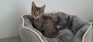 Katzenbaby " Ina "