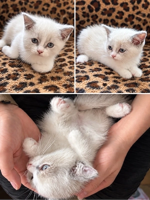 Blh Bkh kitten Mädchen sucht ihr neues zuhause 