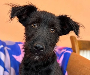 Elara - schwarze Plüschmaus sucht Familie!