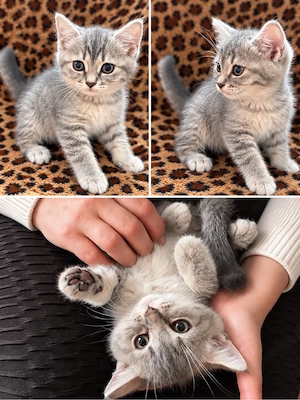 bkh blh kitten mädchen 
