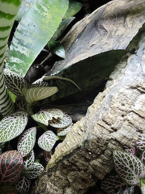 Jungferngecko, Lepidodactylus lugubris, Juvenils
