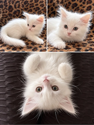 bkh blh junge kitten 