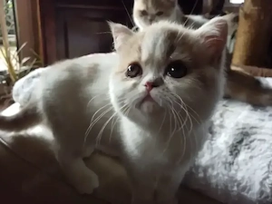 Exotic Shorthairmädchen, voll geimpft, Microchip, Stammbaum, aus seriöser Zucht abzugeben