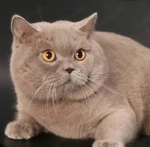 Reinrassiger lilafarbener Britisch-Kurzhaar-Kater sucht eine Partnerin für romantische Treffen.