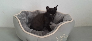 Katzenbaby " Ira "