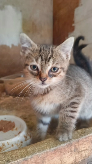 Katzen suchen neues Zuhause 