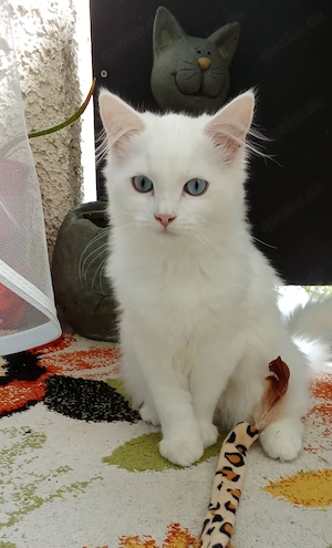 Perser-Ragdoll-Mix-Mädchen sucht ein liebevolles Zuhause