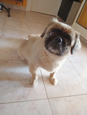 Benni sucht sein neues Zuhause